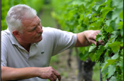 Pierre Trimbach inspecting grapes